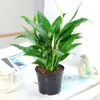 Planta de Palmeira Branca em Vaso, Planta Flor de Rabanete Verde Navegação Tranquila, Flor de Interior, Palmeira Vermelha Verde Hidropônica, Árvore da Fortuna, Purificador de Ar