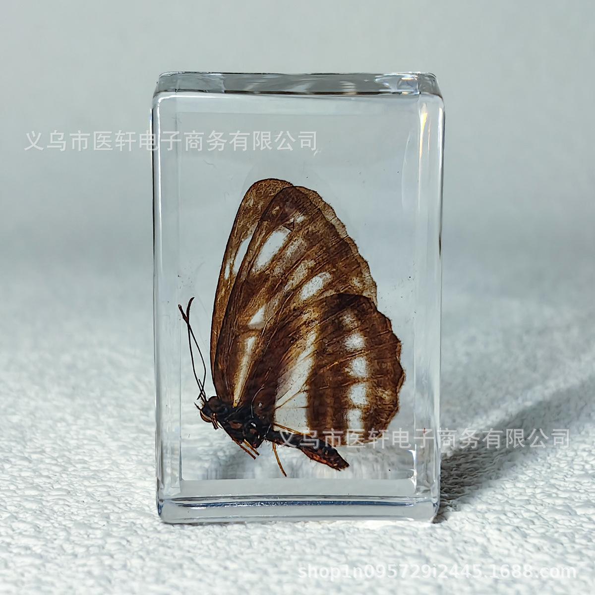 蝴蝶2.jpg