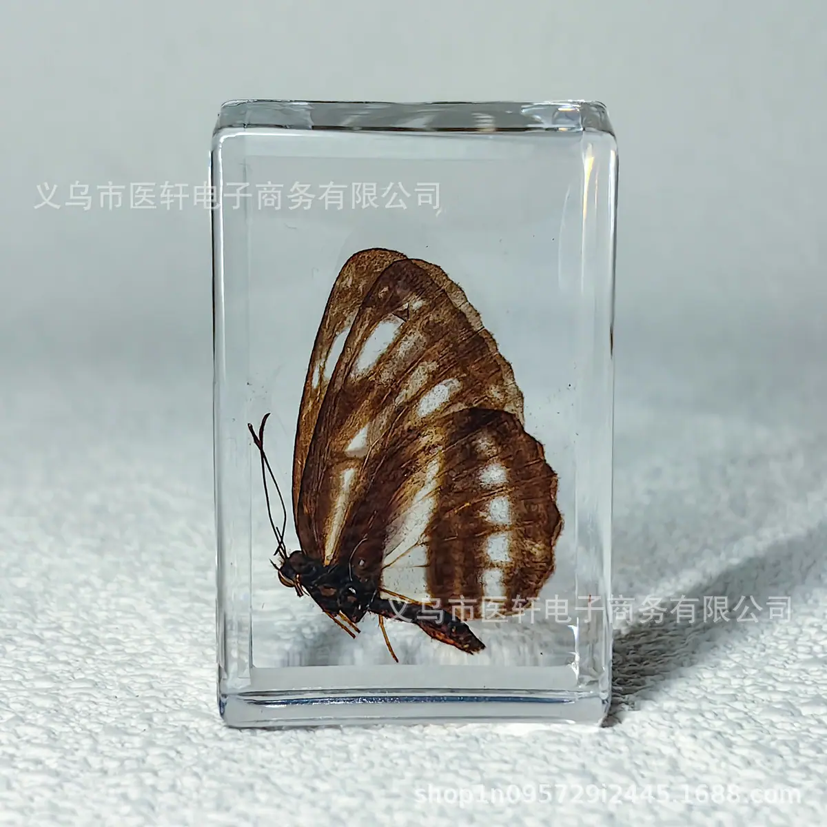 蝴蝶2.jpg