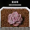Adecuado para Principiantes, Personas Perezosas, Plantas en Maceta Pequeñas, Florales, Combinaciones de Suculentas Fáciles de Cultivar, Suculentas de Oficina en Maceta