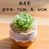 Nuevo Set de Plantas Suculentas de Interior con Maceta Florero Rocío de Jade Paquete de Tierra para Principiantes, Plantas y Flores Verdes Fáciles de Cuidar