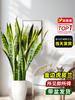 Orquídea Tigre de Phnom Penh Grande em Vaso Planta Verde para Sala de Estar Casa Nova Absorvedora de Formaldeído Planta Grande Interna Flor para Escritório Cauda de Tigre