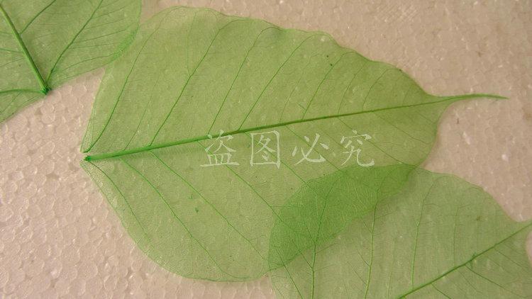 A001菩提叶脉 (39)