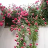 Plántulas de Flores de Rosa de una Pieza para Envío Directo, Enredaderas que Florecen Todo el Año, Rosas Trepadoras de Jardín, Plantas Trepadoras de Pared con Flores Grandes, Flores
