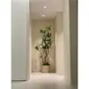Planta Verde Grande en una Maceta de Madera de Pata de Pato, Adecuada para Sala de Estar y Oficina, Fácil de Cuidar en Todas las Estaciones, También Adecuada para Dormitorio
