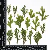 Várias Formas de Folhas, Flores Secas, Plantas em Relevo, Espécimes de Ensino, Marcadores de Página Artesanais DIY, Colar Flores Secas, Capas de Celular