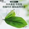 Hojas de Paisajismo para Acuario para Descansar y Dormir, Plantas Acuáticas Artificiales para Betta, Lecho de Puesta, Hoja de Loto, Escondite de Descanso para Betta