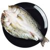 Espalda Descubierta Lubina Fresca Lubina Fresca Lubina Salvaje de Siete Estrellas Lubina Amarilla Suave Marinada Mariscos Acuáticos de Lubina