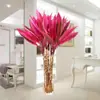 Flores Hidropônicas de Bambu da Sorte, Plantas Hidropônicas de Bambu da Sorte, Plantas em Vasos, Plantas de Guanyin, Purificação do Ar de Ambientes Internos o Ano Todo