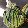 Bolsa de Red Colgante para Sandía, Calabaza, Melón Cantalupo, Bolsillo de Red Reutilizable para Melón, Red para Frutas