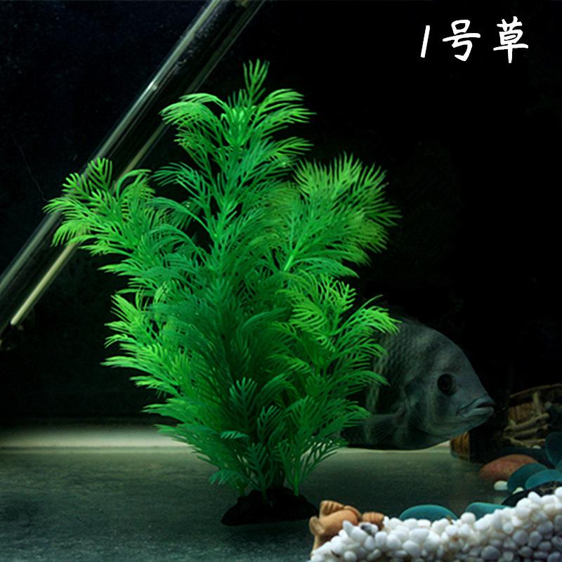 1号草 (1)