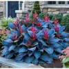 Suministro Transfronterizo Semillas de Flor de Hosta de Hoja de Color, Semillas de Flor de Hosta, Semillas de Flor en Maceta, Semillas de Flor de Grulla Blanca, Semillas de Flor de Hosta