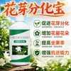 Brote Floral Diferenciación Tesoro Nutriente Melón Fruta Árbol Frutal Promover Diferenciación de Brotes Florales Proteger Flores Proteger Fruta Aumentar Producción Aumentar Ingresos Fertilizante Foliar