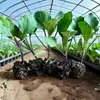 Plántulas de berenjena, Plántulas de verduras, Berenjena morada larga, Berenjena morada redonda, Varias verduras, Plántulas de pimiento, Plántulas de tomate, Plántulas de verduras en maceta