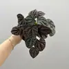 Planta Suculenta Artificial Folha de Antúrio Centella Asiática Mini Toque Suave Borracha Decoração de Casa Planta Verde Floresta Decoração Suave Planta Verde