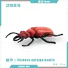Simulación Transfronteriza Modelo de Araña Real Unicornio Insecto Juguetes para Niños Mariposa Abeja Adornos de Animales