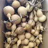 Venta al por mayor de fábrica de calabazas medianas con defectos, color y forma aleatorios, adecuadas para la práctica