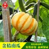 Suministro de Semillas de Calabaza Mini Amarilla Beibei, Melón Pequeño Naranja, Semillas de Calabaza Pequeña Kumquat, Verduras Ornamentales en Maceta para Balcón
