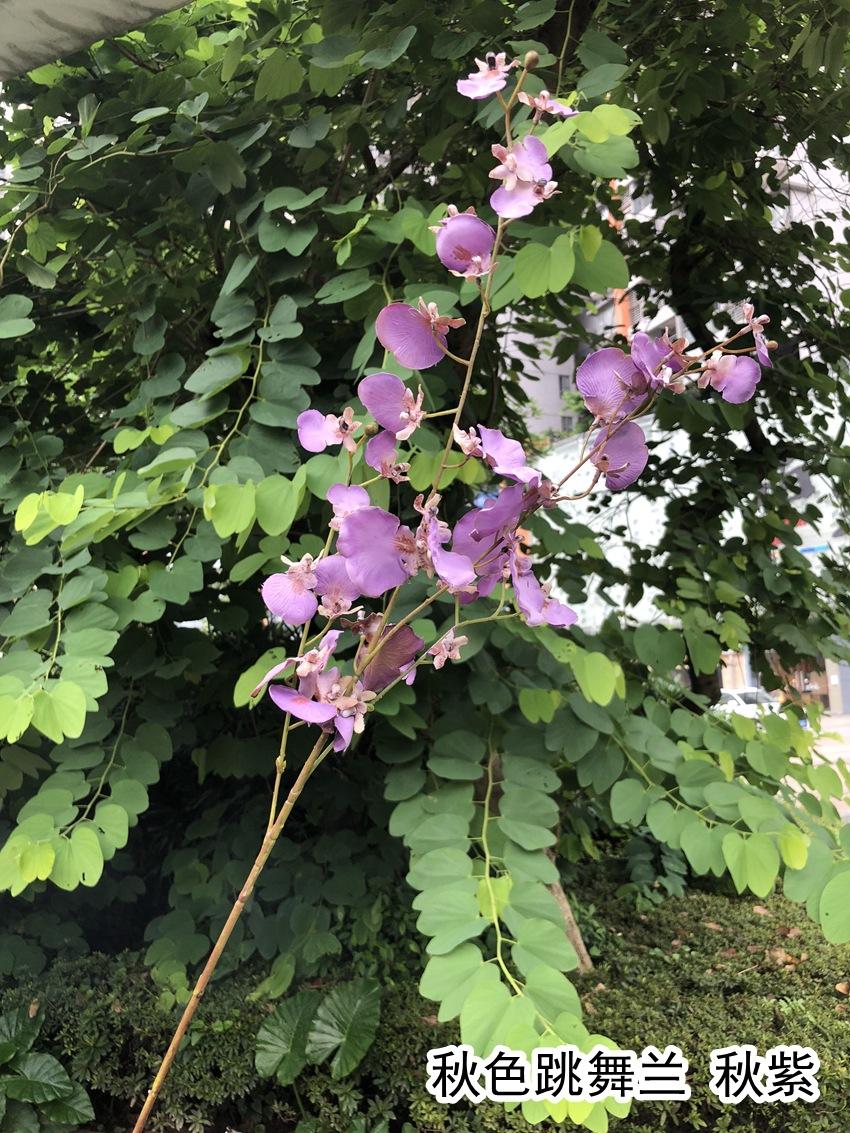 微信图片_20190711164119