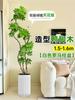 Planta Verde Grande para Sala de Estar con Forma de Pata de Pato, Planta en Maceta de Interior de Fácil Mantenimiento, Planta Verde Perenne de Pie para Oficina para Todas las Estaciones