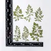 Amiqin Folha DIY Pacote de Material de Flor Real Espécime de Planta Flor Seca Flor Prensada Marcador de Página Decoração Facial Flor Seca