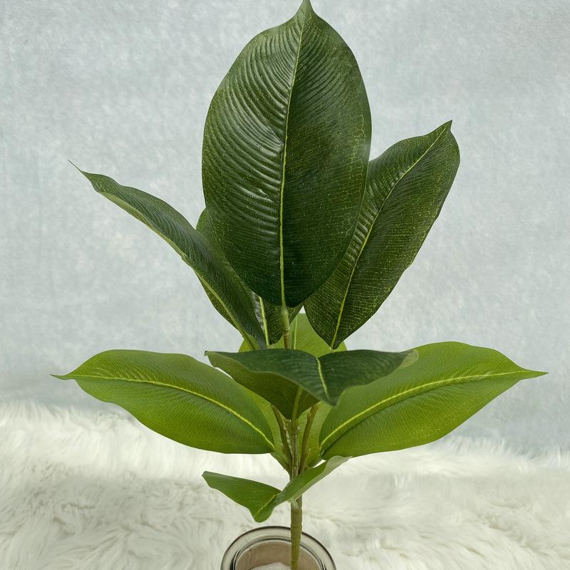 9叉绿橡皮树.JPG