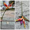 Nochevieja Ave del Paraíso Fábrica Sensación Pájaro del Paraíso Pequeño Naranja Amarillo Boda Hogar Suave Flores Falsas Venta al por Mayor
