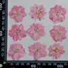Flores de cola de golondrina secas y prensadas, especímenes de plantas florales naturales reales, materiales de artesanía de resina para arte de uñas y maquillaje