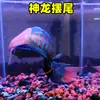 Pez Luchador de Siam fácil de criar Pez Gourami Gigante pez ornamental pez de agua fría alevines cambiar agua no necesita fuego australiano otro