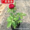 Mudas de rosas, trepadeiras, plantas com flores, plantas verdes em vasos de flores extragrandes, suco de rosas para as quatro estações, rosas de videira de varanda