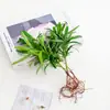Vaso de Vidro Hidropônico Transparente Minimalista Criativo para Cultivo de Plantas Verdes Como Jiboia, Osmanthus e Pinheiro Arhat