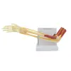 Modelo de Osso do Membro Superior do Esqueleto Humano com Nervo e Músculo 1:1 Modelo de Articulação da Mão do Membro Superior Pode Ser Dobrado