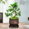 Bonsái Podocarpus Forma Interior Elegante Creativo Plantas en Maceta Fáciles de Cultivar y Mantener Mesa de Café Plantas Verdes Florales de Oficina