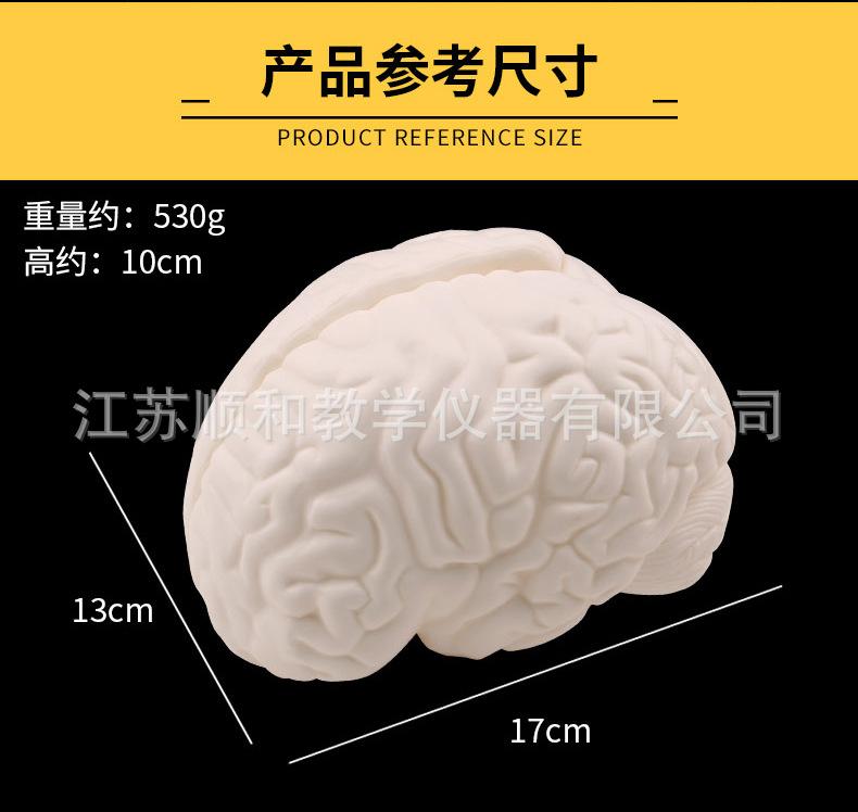 脑解剖模型_02.jpg