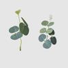 Hojas de Eucalipto Simuladas Accesorios para Arreglos Florales de Boda Hojas de Eucalipto Hoja de Dinero Ins Accesorios para Arreglos Florales Hojas Decorativas