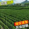 Venta minorista en línea de plantones de acebo, Boj de Hokkaido de hoja grande, Acebo francés, Resistente al frío y a las heladas, Se puede plantar en el jardín
