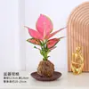 Planta em Vaso Vermelho Geely, Planta Verde Ruyi Rainha Elefante Branco Hidropônica, Planta de Folha Decorativa para Mesa de Escritório, Flor Fácil de Cuidar