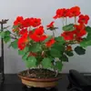 180 Variedades de Sementes de Flores Não Repetitivas, Fáceis de Cultivar em Todas as Estações, Podem Afastar Mosquitos, Adequadas para Varandas Internas e Externas, Distribuição Transfronteiriça
