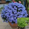 Planta Extraordinária de Sementeira Floco de Neve Azul Floco de Neve Branca em Vaso Planta Resistente ao Calor e Fácil de Cultivar Jardim Pátio Trepadeira Cinta de Flores Cinta de Flores Solo