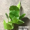 3 Piezas de Hierba del Dinero con Hojas de Moneda de Cobre, Plantas Verdes Pequeñas en Maceta para Decoración de Escritorio
