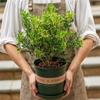 Plantones en Maceta de Flor de Milán, Plantas de Flor de Aroma Fuerte, Floración Interior en Todas las Estaciones, Fácil de Mantener, Plantas Verdes Repelentes de Mosquitos e Insectos