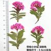 Pequeñas flores secas con ramas, venta al por mayor, paquete de material de bricolaje, parterre de flores, flor real, muestra de planta, marcapáginas en relieve, marco de fotos