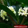Plántulas de Osmanthus en Maceta Osmanthus Dorado Florales de Aroma Fuerte Interior y Exterior Patio Balcón Plantación en Suelo Plantas Verdes Floración Lunar