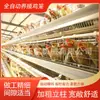 Jaula para Huevos de Pollo, Jaula para Palomas, Jaula Totalmente Automática Tipo H para Pollos de Engorde, Jaula Multicapa Tipo Escalera para Codornices, Jaula Tipo A para Cría de Pollitos de Engorde