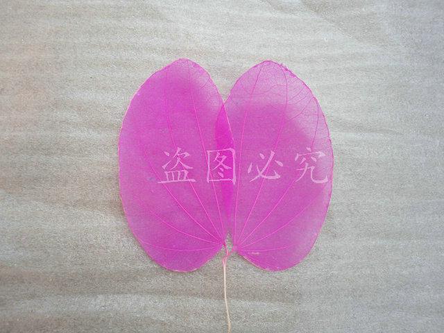 A002紫荆叶脉 (2)