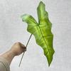 5 garfo grande folha de taro simulação planta verde único grande folha de taro casamento decoração de casa falso planta verde vaso atacado