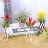 Piña de aire soporte creativo soporte de aire estante colgante nórdico planta sin tierra hierro creativo hogar pequeño