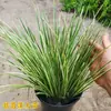 Plantas para Canteiro de Cobertura de Solo, Plantação de Câlamo de Folha Dourada em Vaso, Musgo Grama de Folha Dourada, Plantas Verdes Perenes, Fácil de Manter