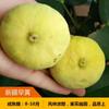 Dropshipping Plántulas de Fruta de Higuera Plantación en Tierra Árboles Frutales en Maceta Que Dan Fruto en el Mismo Año Plántulas de Árboles Frutales Extra Grandes Plantación en Tierra del Norte Patio No
