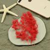 Una Flor Inmortal Flor Penglai Pino 2 Gramos Materiales de Flor Inmortal Materiales Hechos a Mano Paquete de Materiales DIY Materiales Caja de Regalo Vidrio